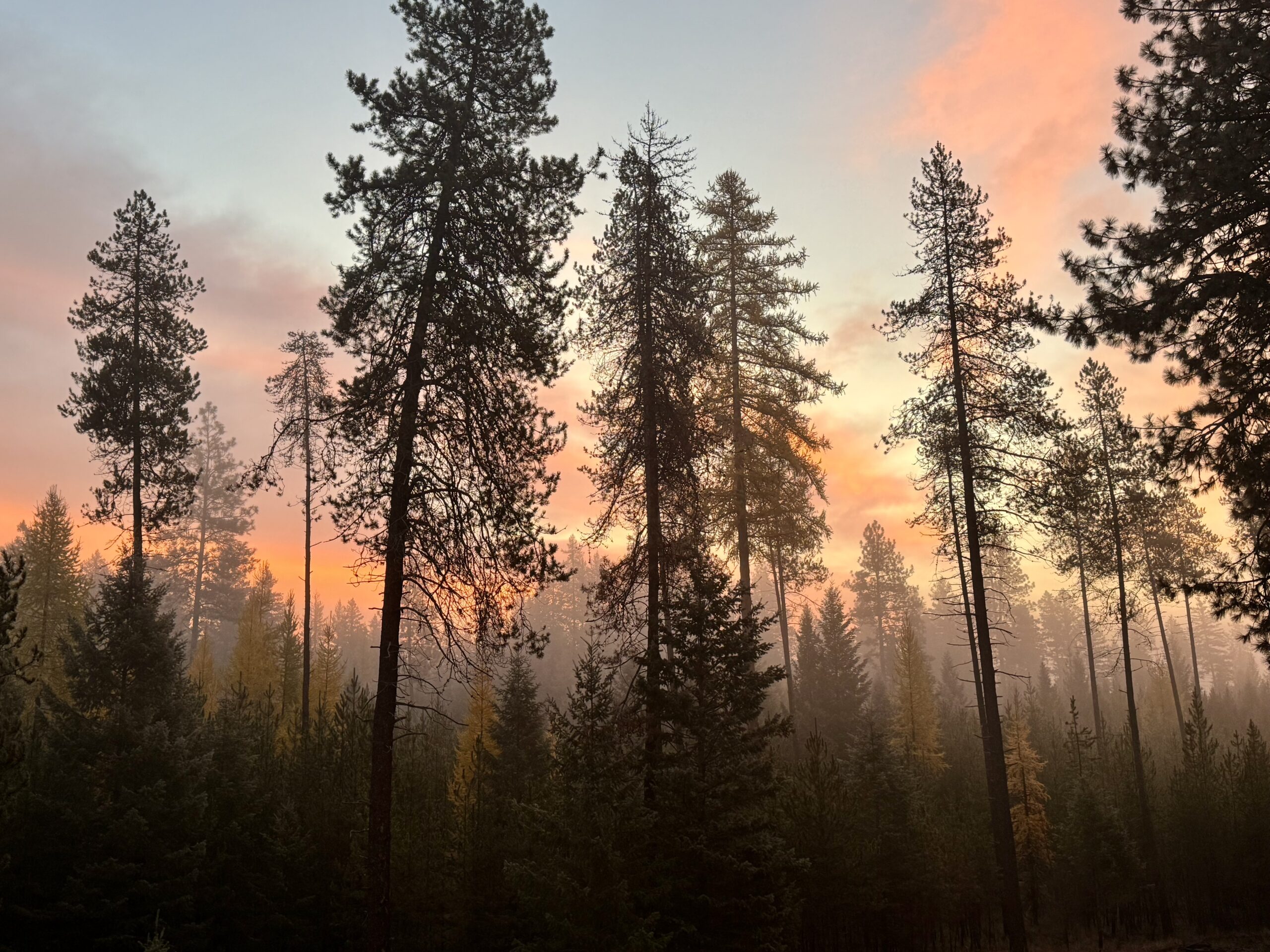 Forest at sunrise